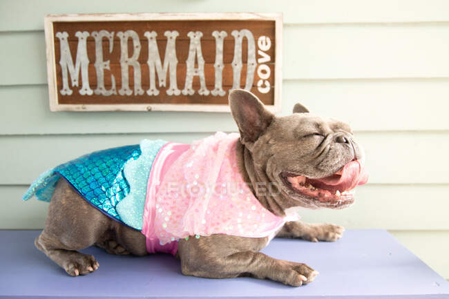 Retrato de un bulldog francés por un letrero de Mermaid Cove con un disfraz de sirena - foto de stock