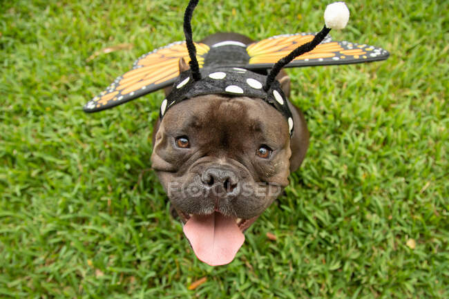 Portrait of a French bulldog standing in garden wearing a honey bee costume — Stock Photo