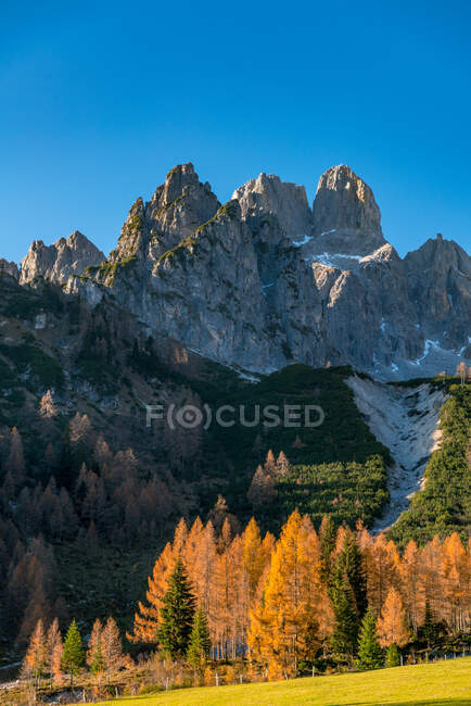 Mt Bischofsmutze et forêt d'automne, Filzmoos, Salzbourg, Autriche — Photo de stock