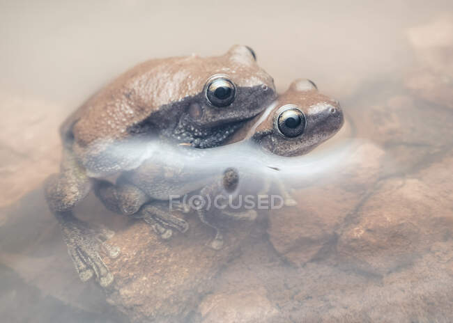Two desert tree frogs mating in muddy water, Australia — Stock Photo