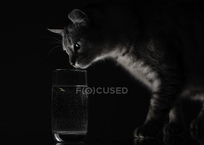 Портрет кота, смотрящего на стакан воды — стоковое фото