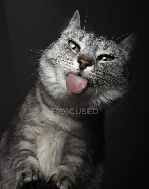 Retrato humorístico de un gato sobresaliendo de su lengua - foto de stock