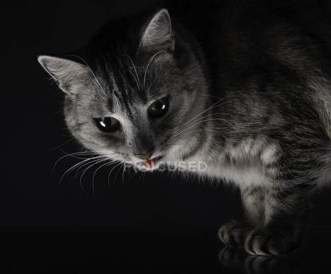 Retrato humorístico de un gato sobresaliendo de su lengua - foto de stock