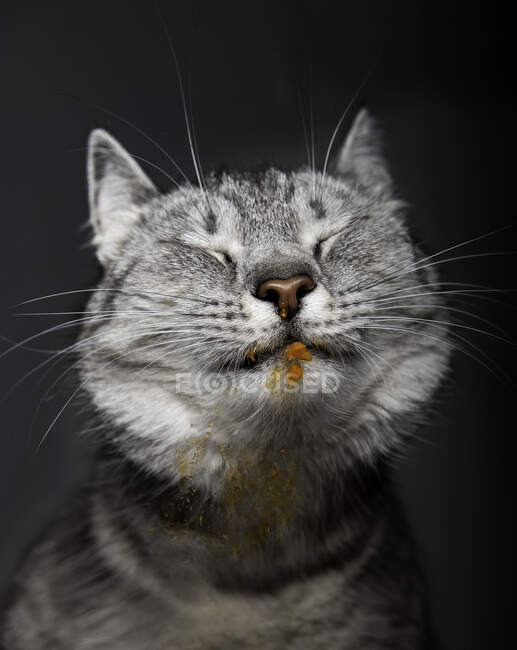 Retrato de um gato feliz com comida de gato em seu rosto — Fotografia de Stock