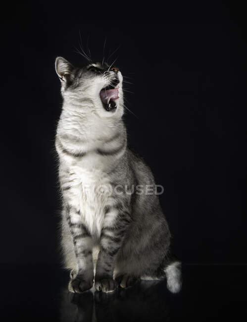Retrato de un gato bostezando - foto de stock