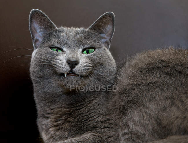 Portrait of a kitten with green eyes and goofy teeth — Stock Photo