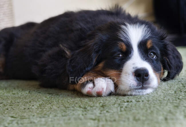 Portrait d'un chien de montagne bernois couché sur le sol — Photo de stock