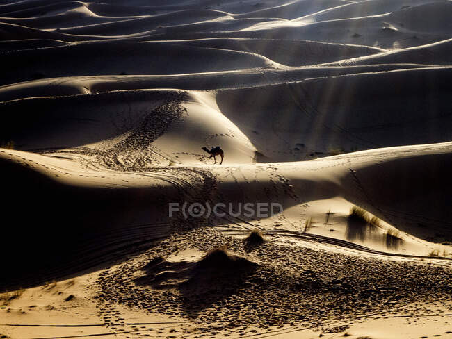 Silueta de un camello en el desierto del Sahara, Marruecos - foto de stock
