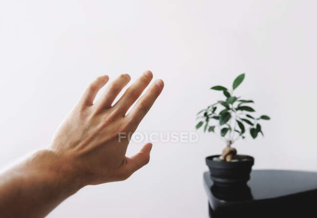 Hand greift nach einer Topfpflanze auf dem Tisch — Stockfoto
