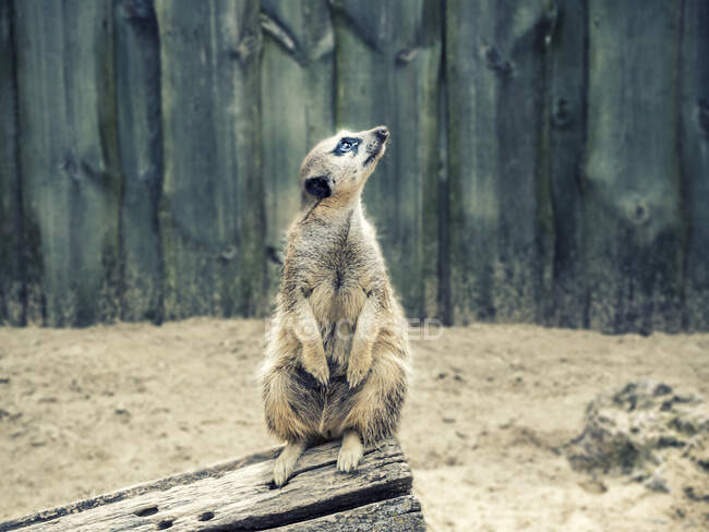 Portrait of a Meerkat sitting on a fence — Stock Photo