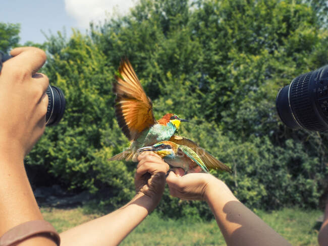 Two people photographing birds perched on their hands, Hungary — Stock Photo