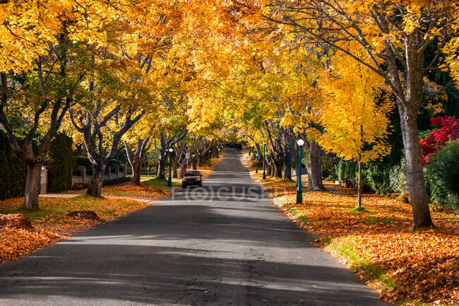 Осенняя дорога под деревьями, Британская Колумбия, Канада — стоковое фото