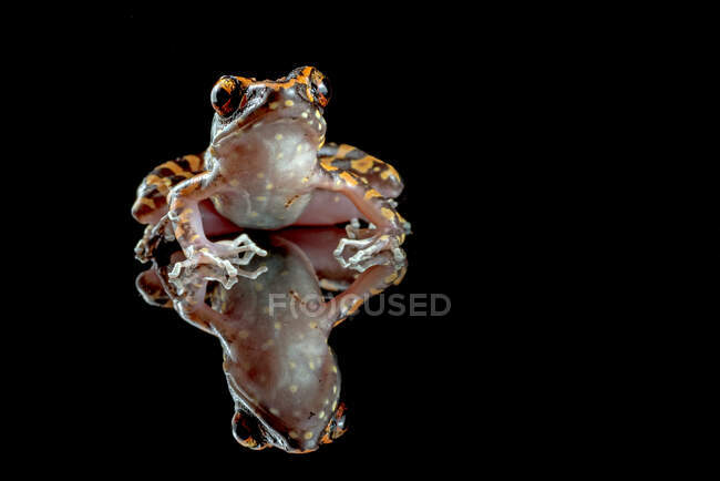Spotted stream frog on a black background — Stock Photo
