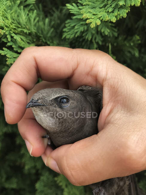 Primo piano di una mano che stringe un uccello rapido, Polonia — Foto stock