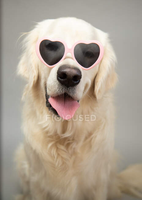 Retrato de una crema inglesa que lleva gafas de sol en forma de corazón - foto de stock