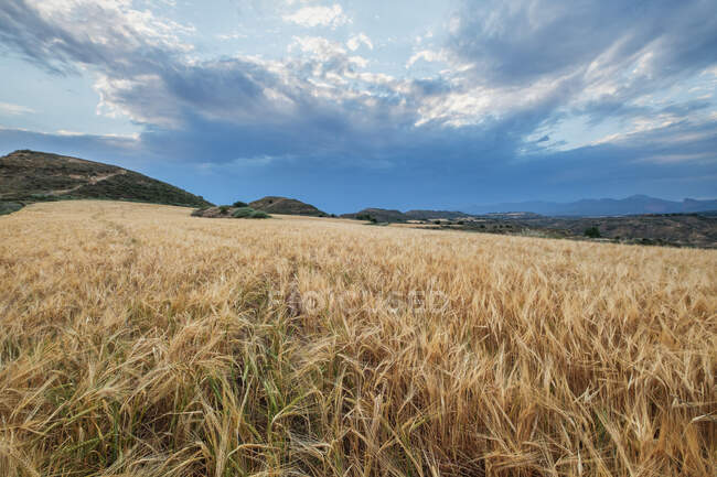 Rollende Weizenfelder, Huesca, Aragon, Spanien — Stockfoto