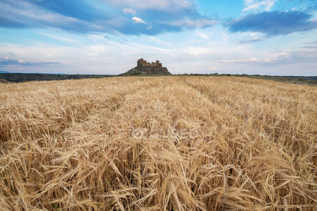 Campos de trigo frente a las ruinas de Castillo de Montearagon, Huesca, Aragón, España - foto de stock