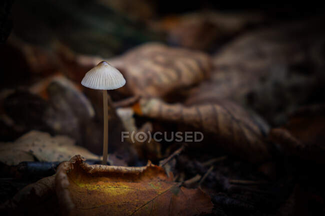 Nahaufnahme eines braunen Mottlegill-Pilzes auf dem Waldboden, Großbritannien — Stockfoto