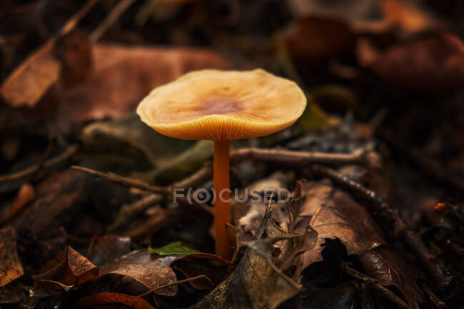 Close-up de canela Cogumelo naval no chão da floresta, Reino Unido — Fotografia de Stock