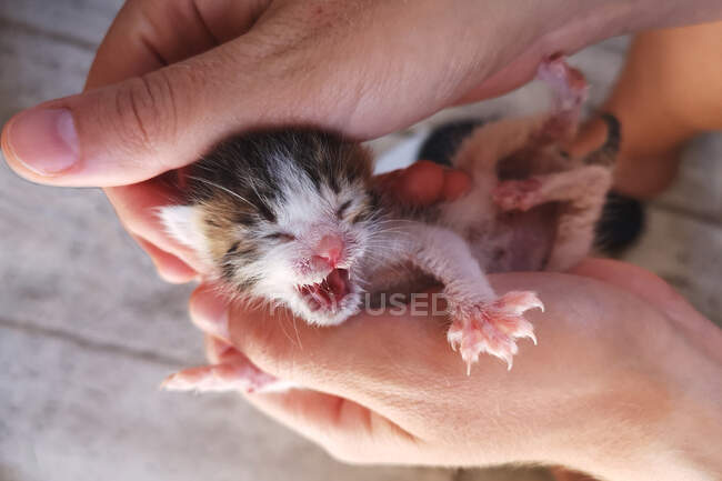 Крупный план человека, держащего новорожденного котенка — стоковое фото