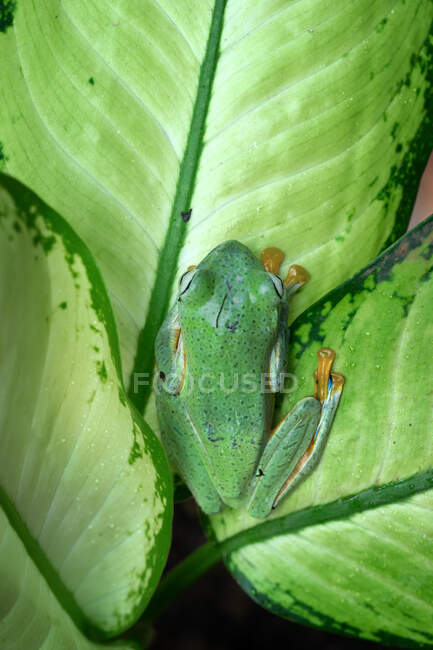 Вид зверху на деревну жабу з чорними перетинками на листі (Індонезія). — стокове фото