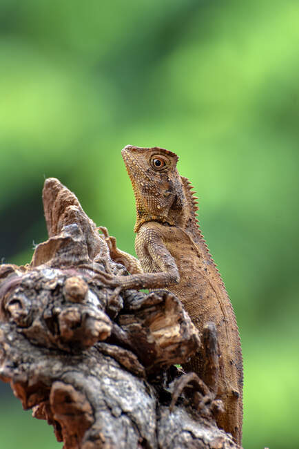 Primo piano di un drago di foresta su ramo di albero, Indonesia — Foto stock