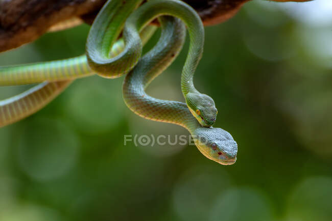 Pair of pit vipers on a branch mating, Indonesia — Stock Photo