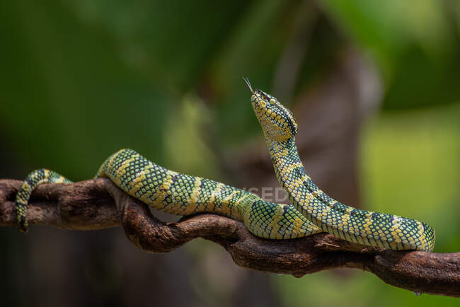 Wagler pit viper on tree branch, Indonesia — Stock Photo