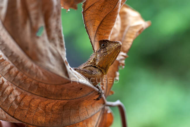 Close-up de um camaleão em uma folha marrom, Indonésia — Fotografia de Stock