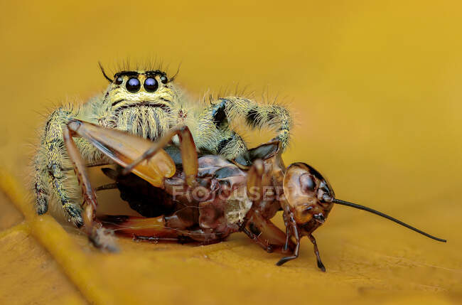 Araña saltando comiendo un insecto, Indonesia - foto de stock