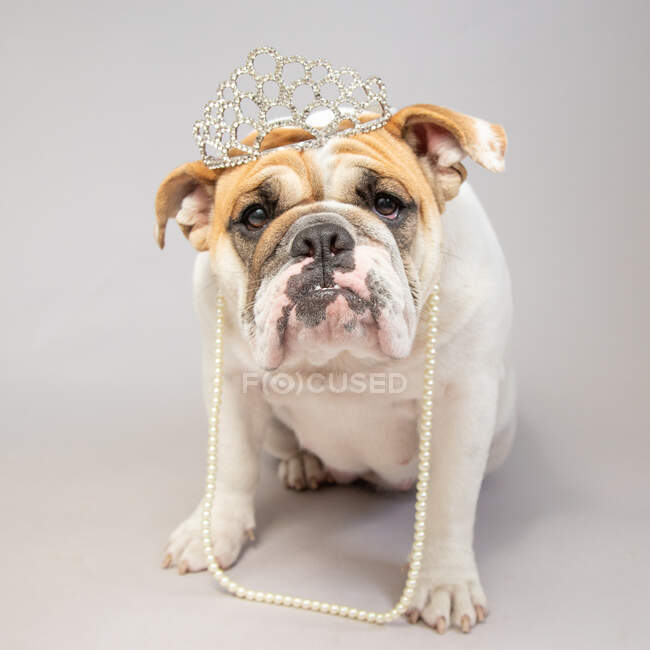 Retrato de um bulldog usando uma tiara e um colar de pérolas — Fotografia de Stock