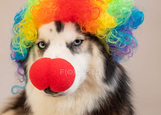 Retrato de um husky australiano usando um nariz de palhaço e peruca multicolorida — Fotografia de Stock