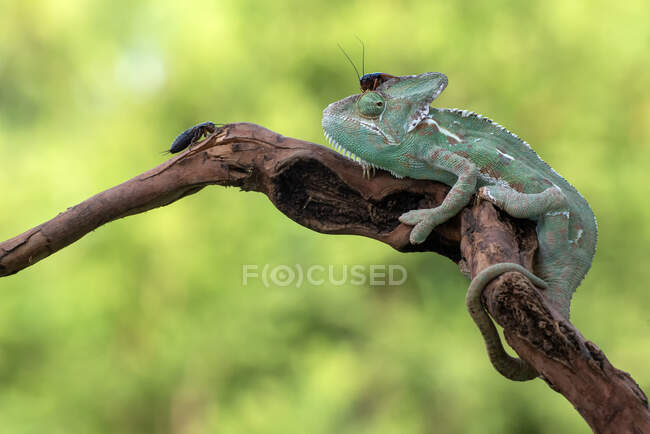 Camaleonte velato su un ramo con due insetti, Indonesia — Foto stock