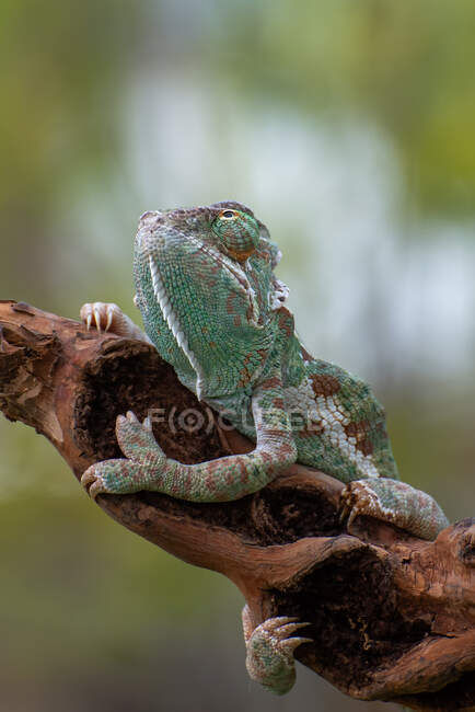 Veiled chameleon on tree branch (Chamaeleo calyptratus) — Stock Photo