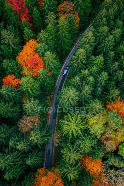 Vista aérea de un coche que conduce a través de un bosque de otoño, Austria - foto de stock