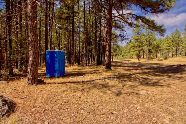 Портативний тойлет між сосновими деревами Пондероса, Національний ліс Кайбаб, штат Арізона, США — стокове фото
