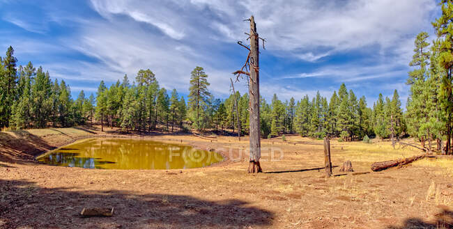 Dutch Kid Tank, Национальный лес Кайбаб, Аризона, США — стоковое фото