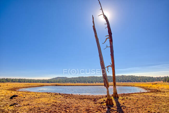 Stagno nel paesaggio rurale, serbatoio piatto di girasole vicino a Williams, Kabib National Forest, Arizona, Stati Uniti d'America — Foto stock