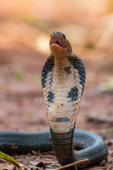 Equatorial spitting cobra ready to strike, Indonesia — Stock Photo