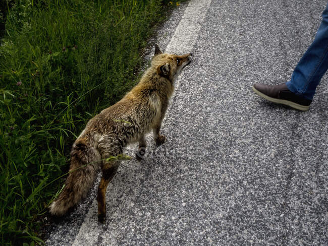 Fox walking towards a person in the street, Italy — Stock Photo