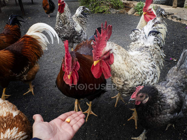 Person's hand holding out bird food and feeding chickens — Stock Photo