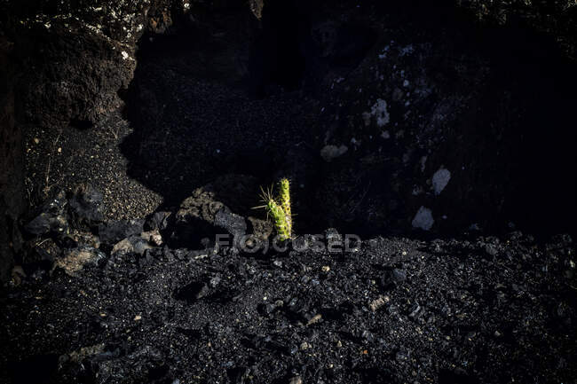 Крупный план кактуса, растущего в вулканической местности, Лансароте, Канарские острова, Испания — стоковое фото