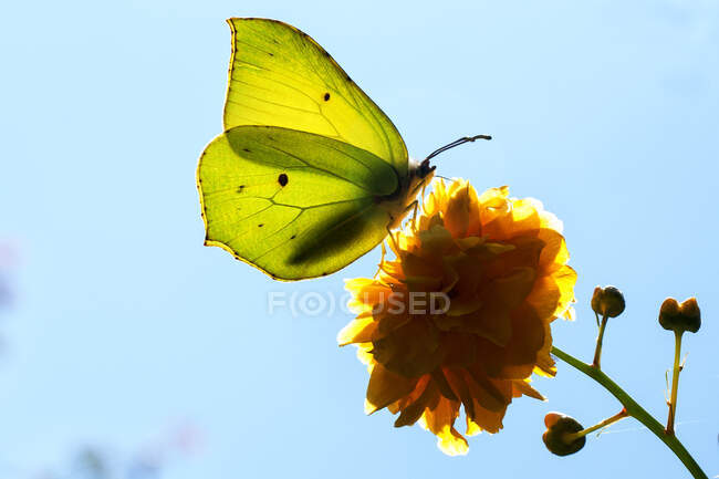 Primer plano de una mariposa sobre una flor, Polonia - foto de stock