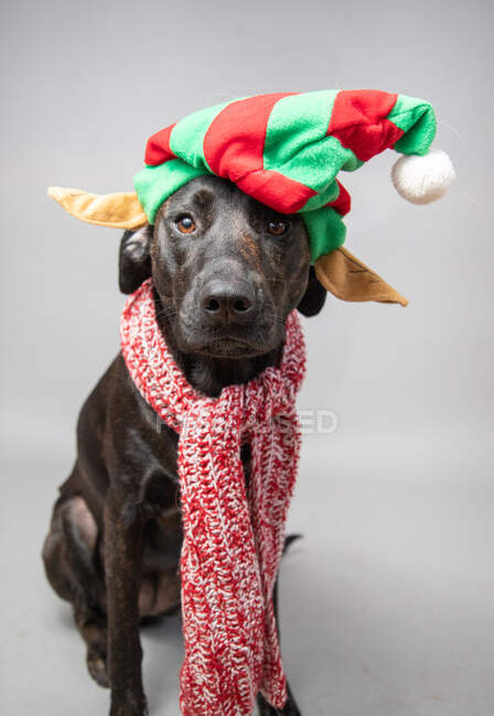 Retrato de un labrador recuperador con sombrero de elfo navideño - foto de stock