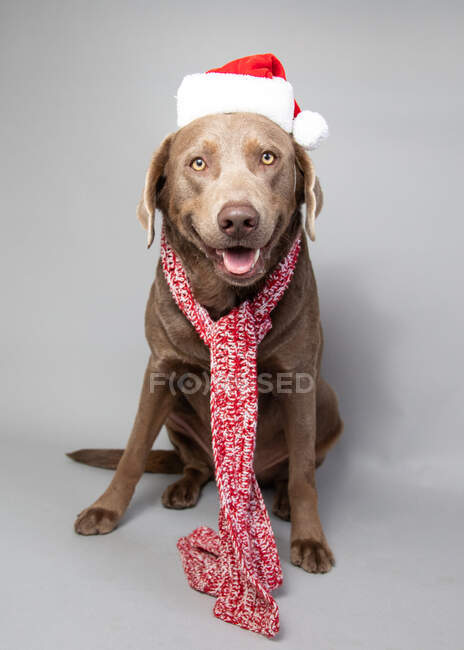Brown Labrador retriever at a Santa hat — стокове фото
