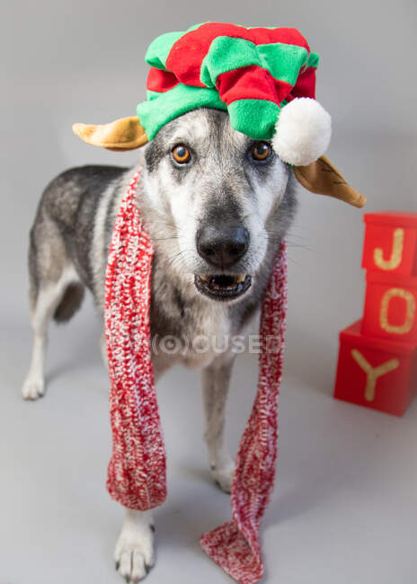 Australian Shepherd wearing an elf hat and scarf — Stock Photo