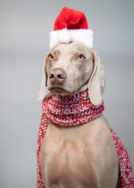Retrato de un weimaraner con un sombrero de Santa - foto de stock