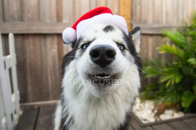Сибирская хаски-собака в шляпе Санты в саду — стоковое фото