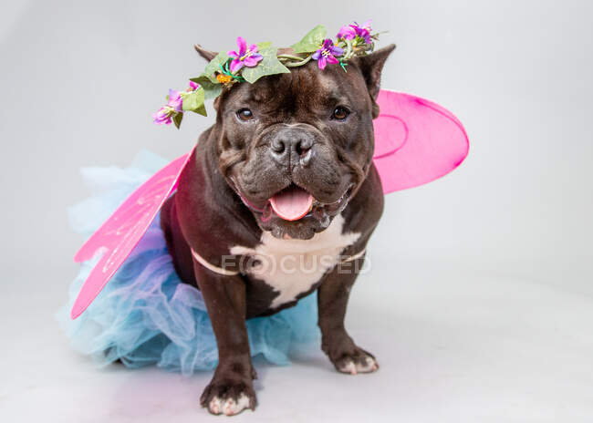 Portrait of a French bulldog dressed as a fairy — Stock Photo