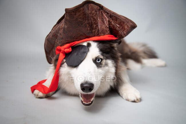 Retrato de um husky siberiano vestido de pirata — Fotografia de Stock